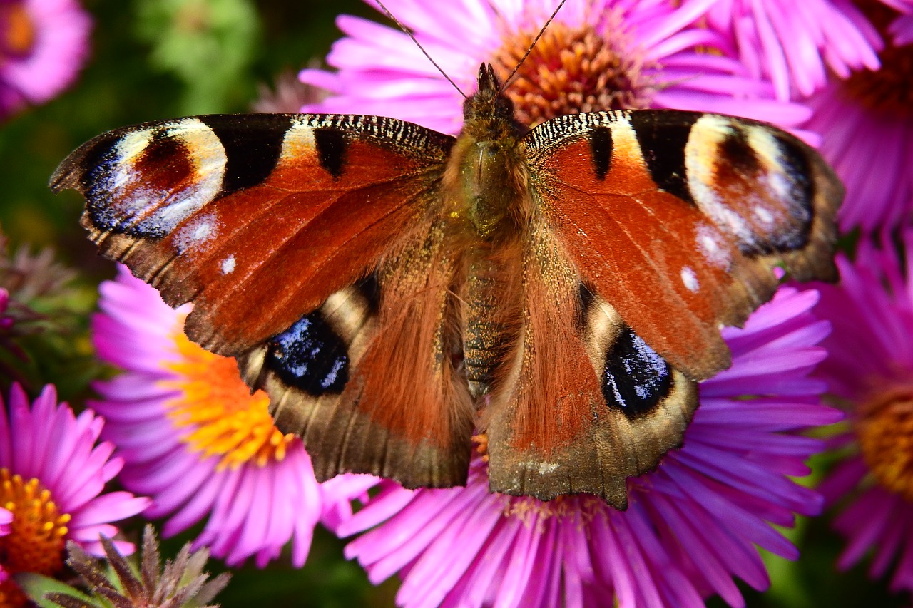 butterfly flower nature free photo