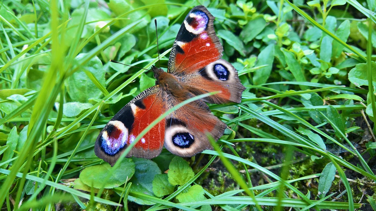 butterfly close garden free photo