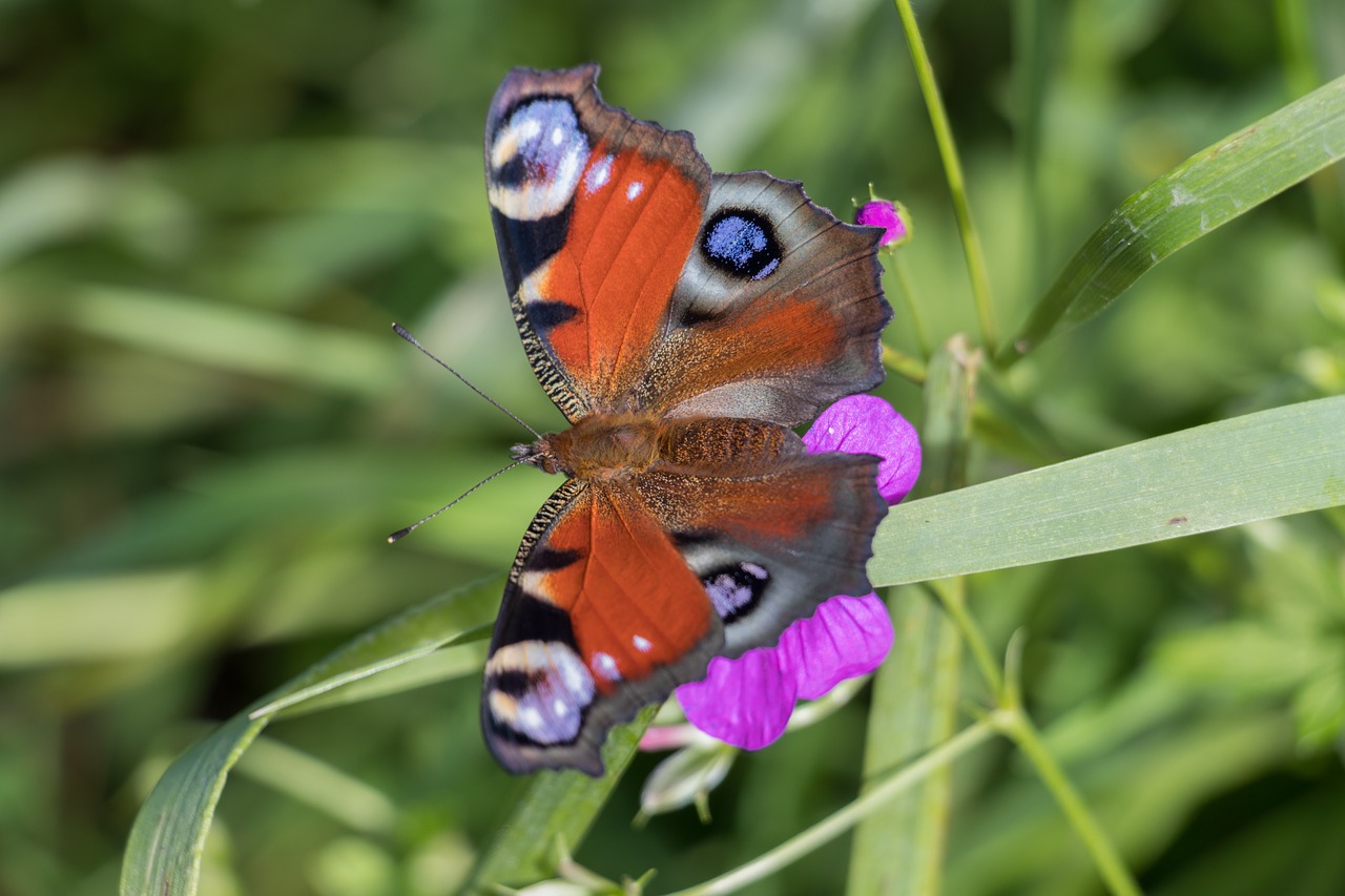 butterfly nature free pictures free photo