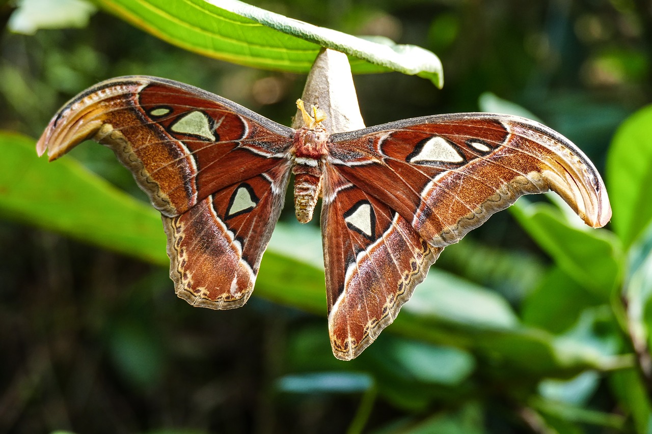 butterfly lepidoptera close free photo