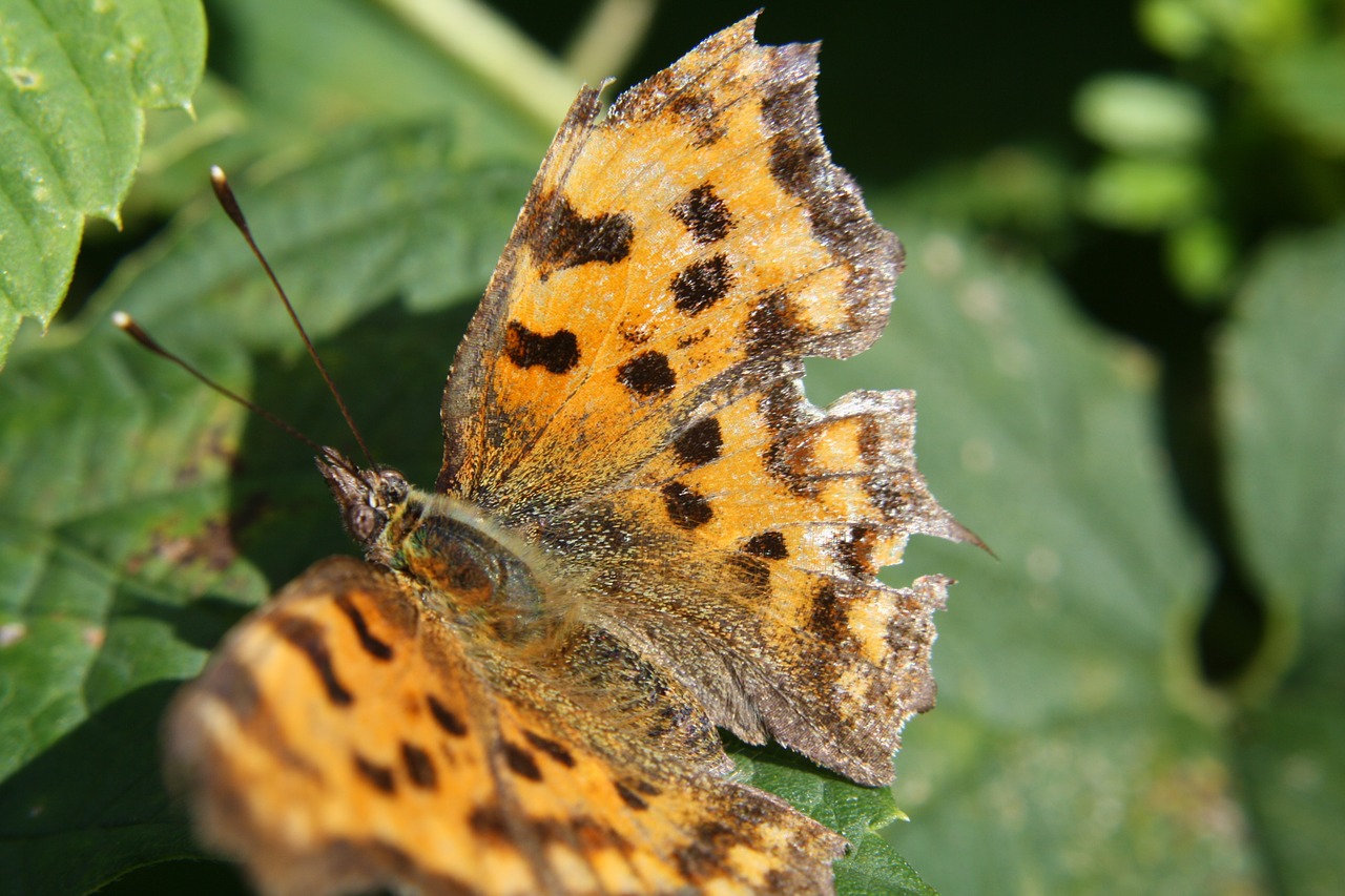 butterfly insect close free photo