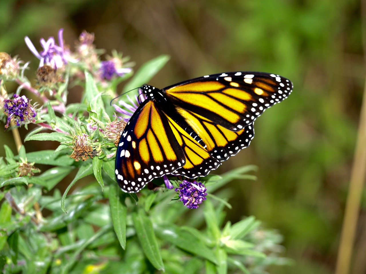 butterfly nature insect free photo