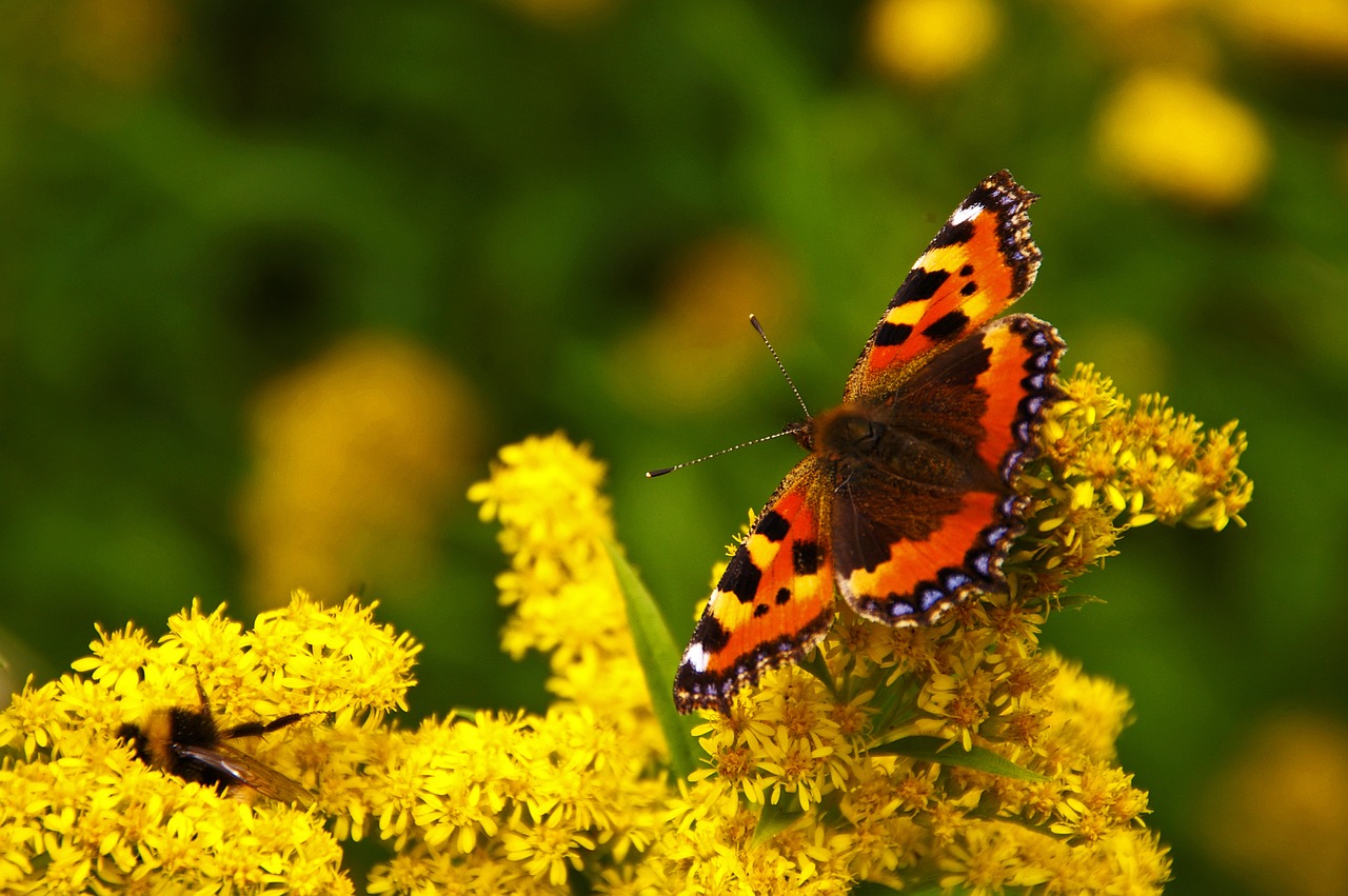 butterfly yellow flowers yellow free photo