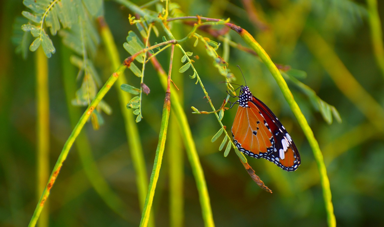 butterfly pierid lepidoptera free photo