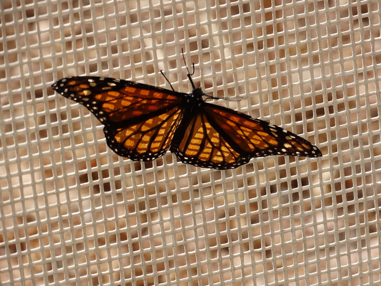 butterfly monarch wings free photo