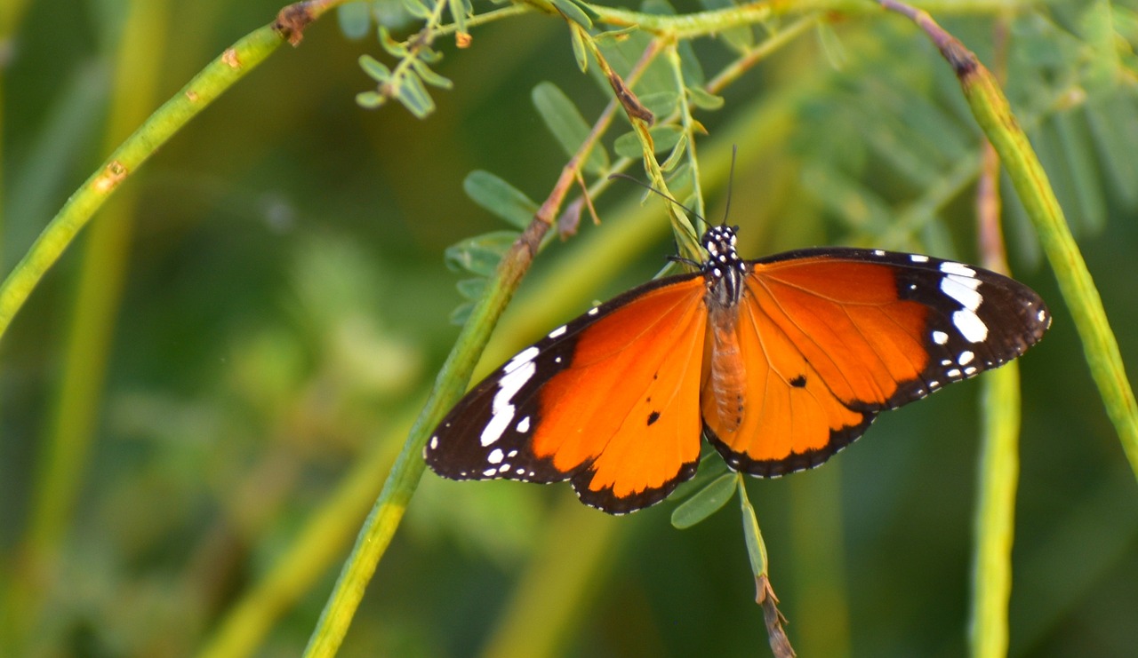 butterfly pierid lepidoptera free photo