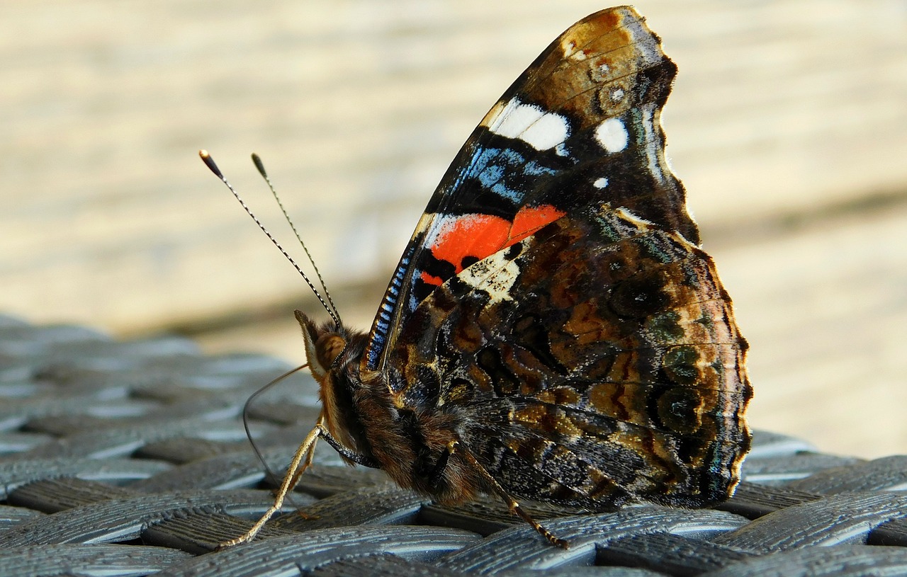 butterfly wings nature free photo