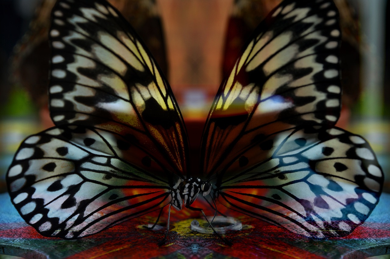 butterfly mirrored surreal free photo