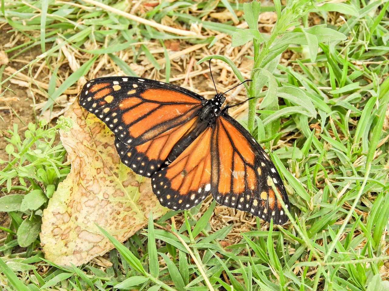 butterfly monarch bolivia free photo