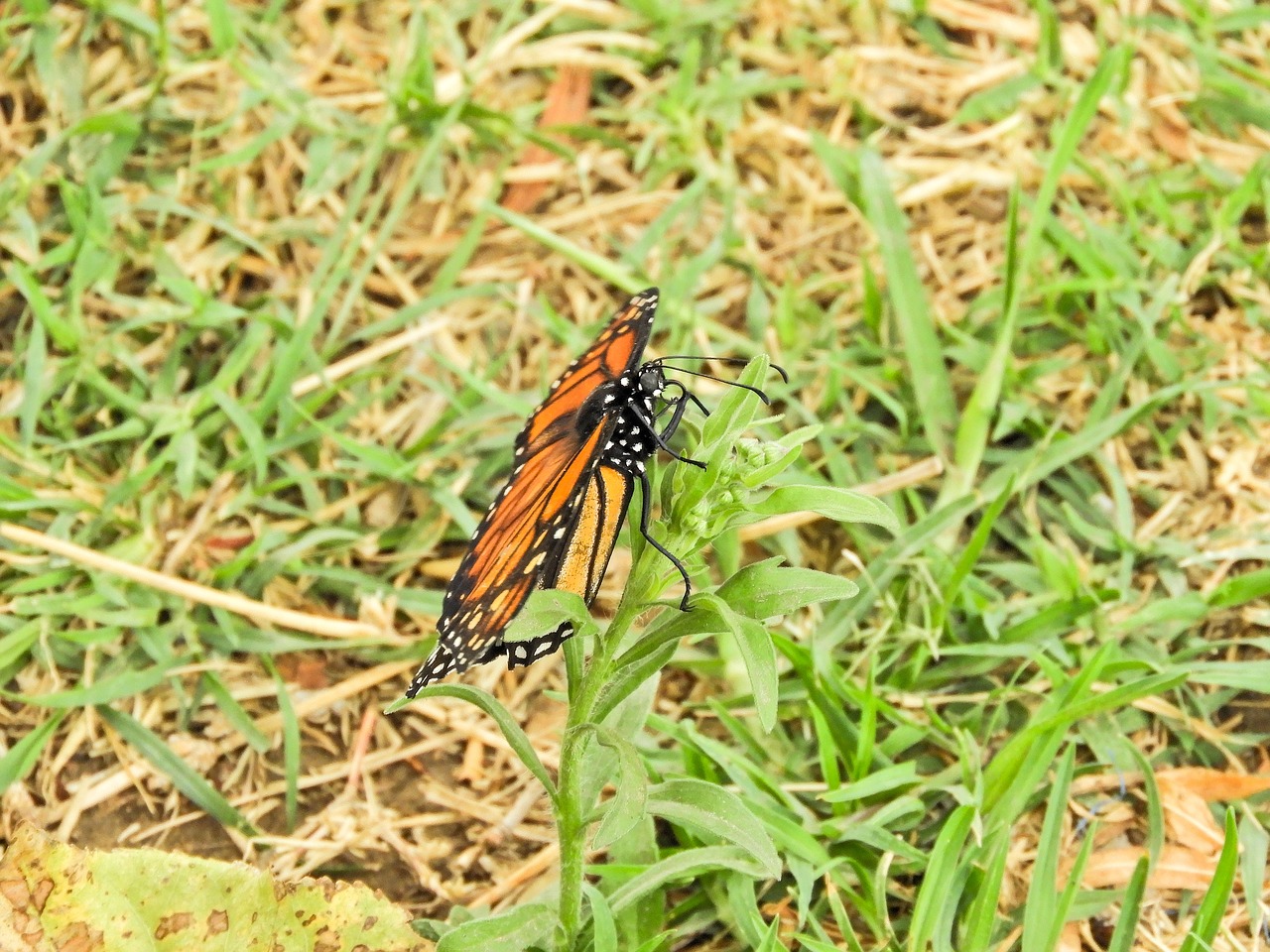 butterfly monarch bolivia free photo