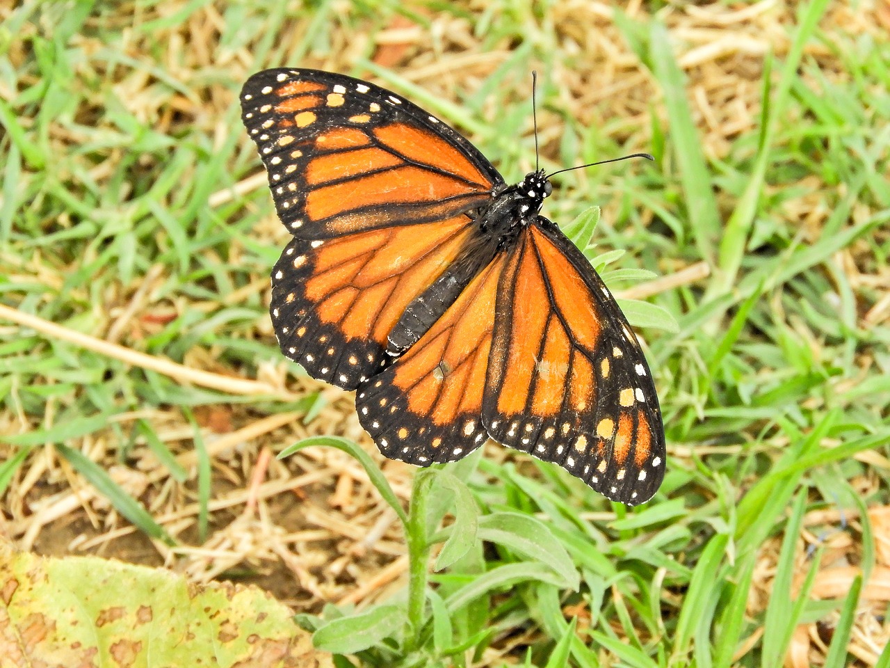 butterfly monarch bolivia free photo