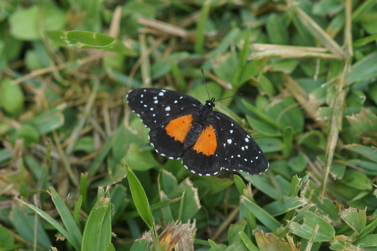 butterfly insect beauty free photo