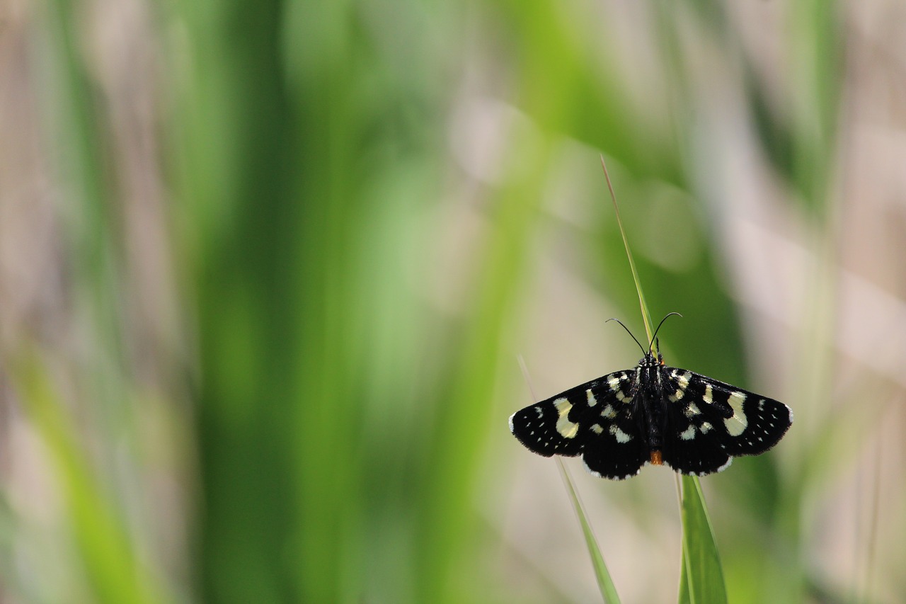 butterfly moth black free photo