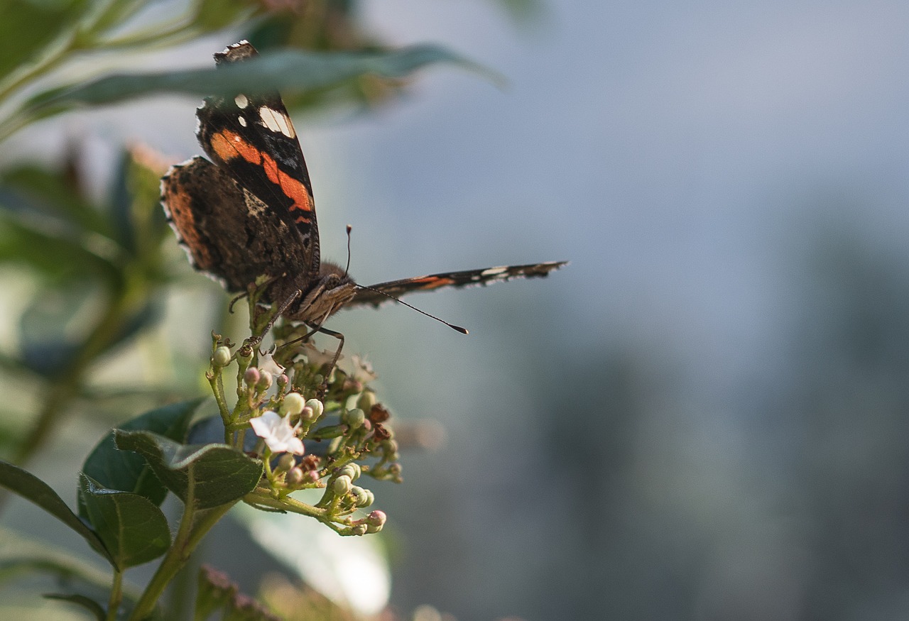 butterfly insect garden free photo