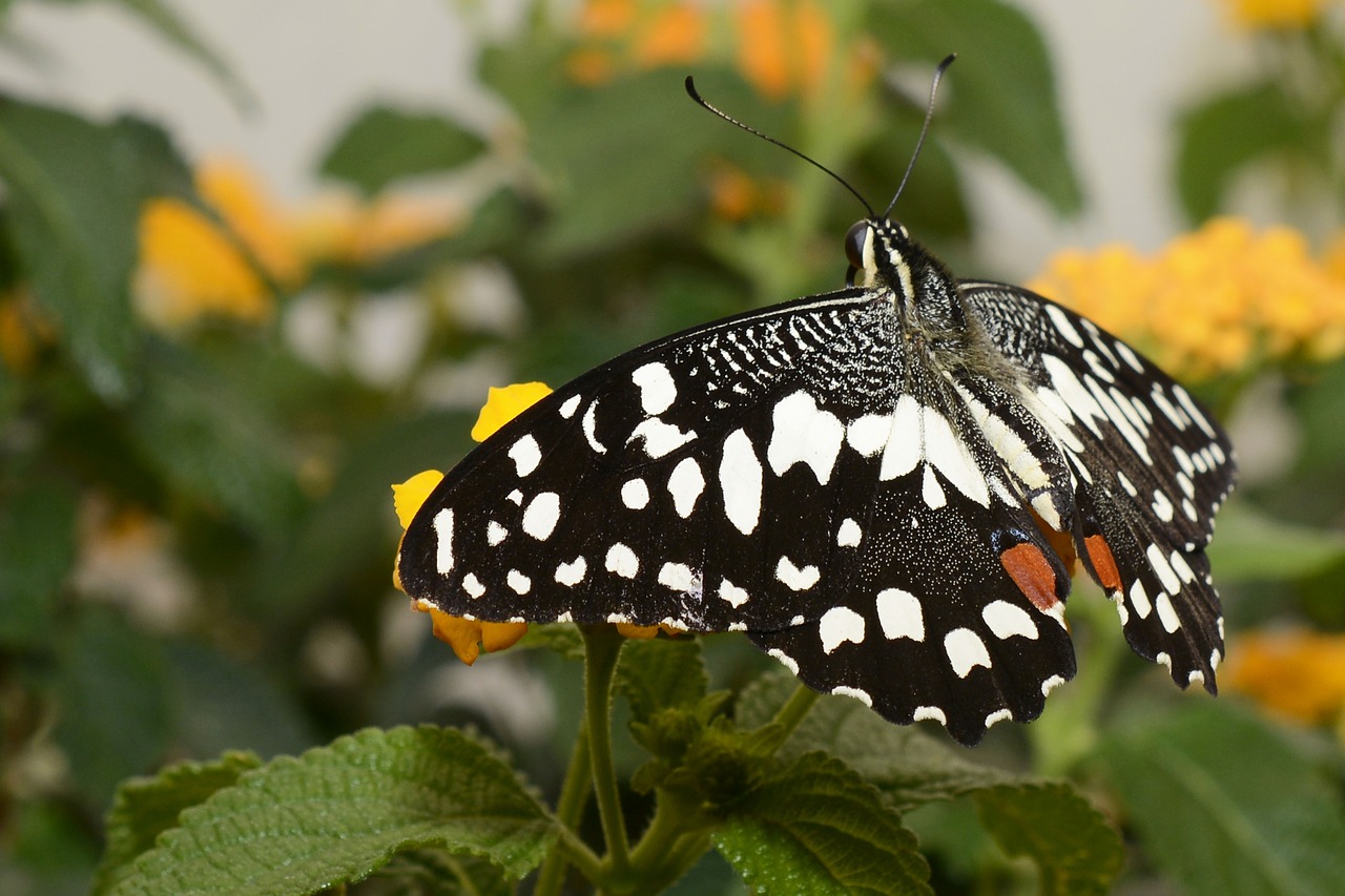 Бабочка Черная С Белыми Пятнами