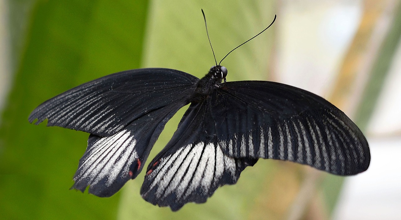 butterfly insect wing free photo