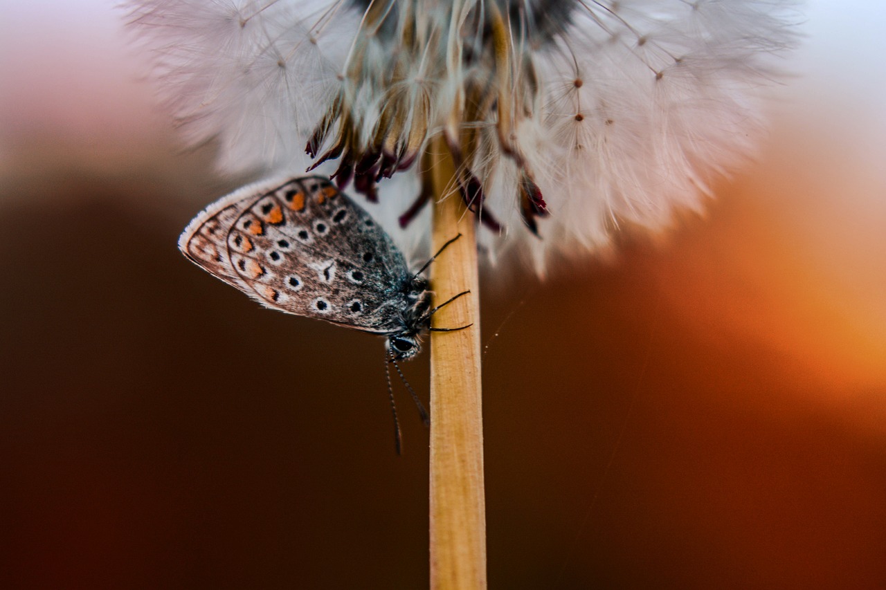 butterfly dandelion flying seeds free photo