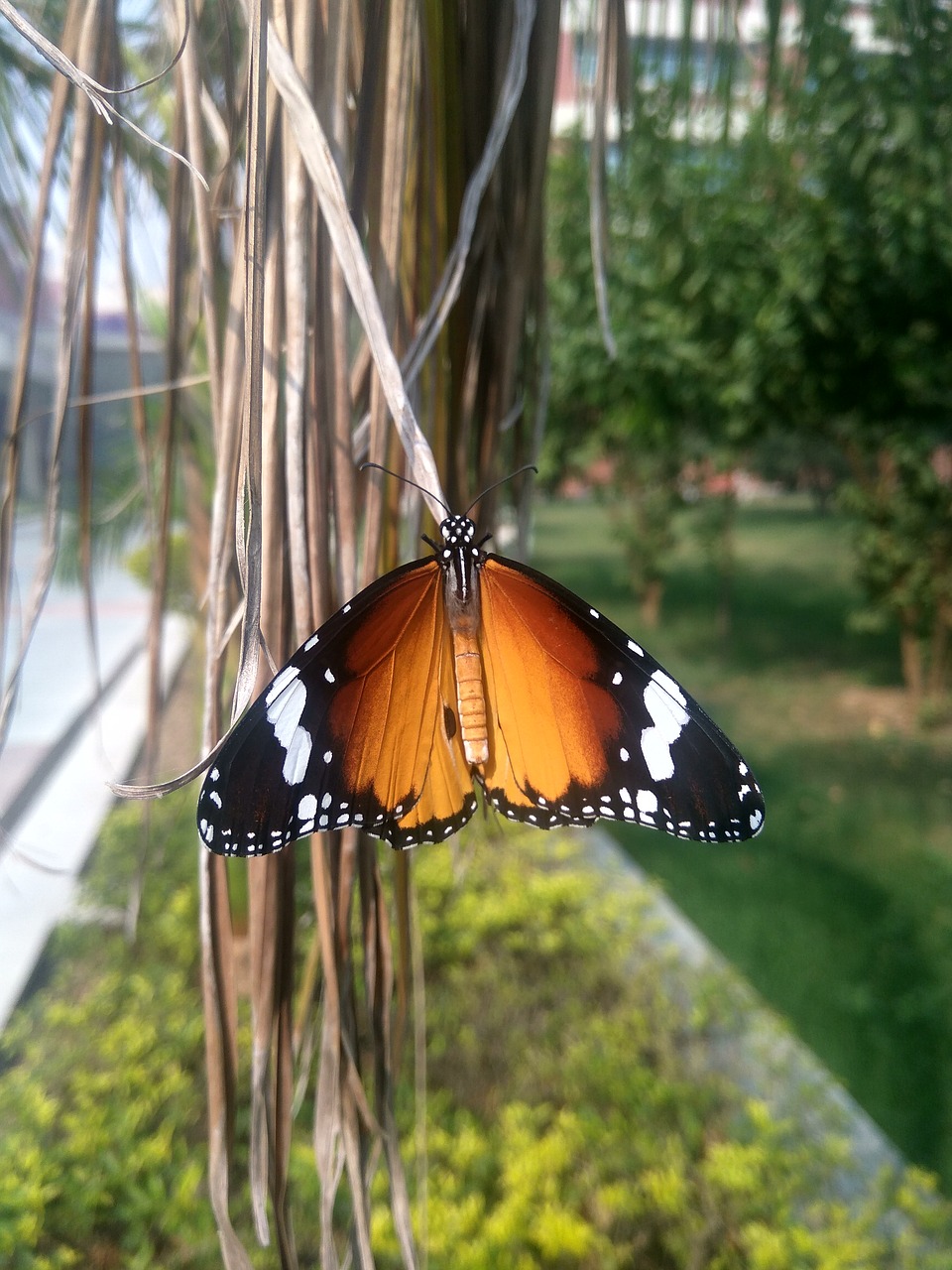 butterfly danaus plexippus monarch butterfly free photo