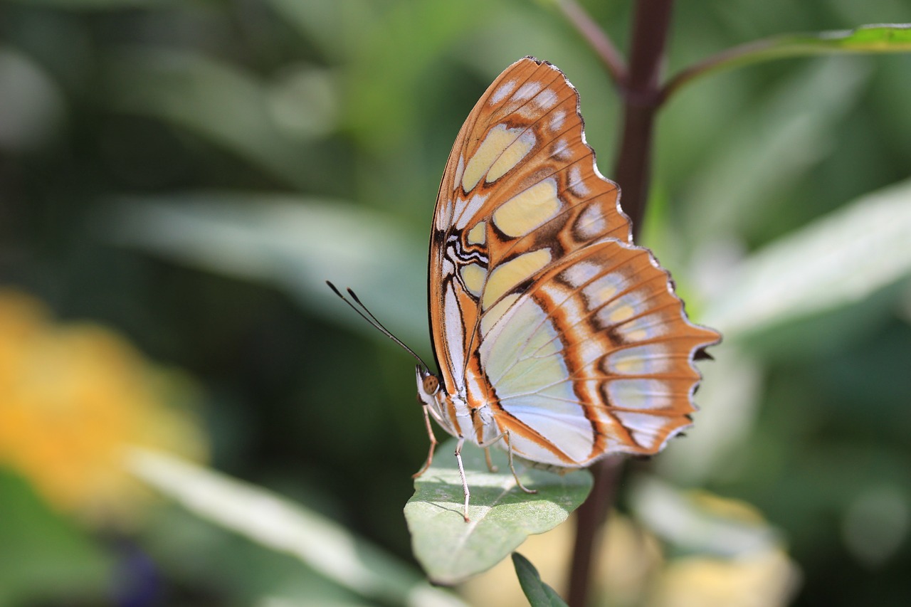 butterfly insects animal free photo