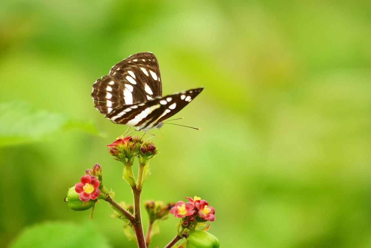 butterfly morning green free photo