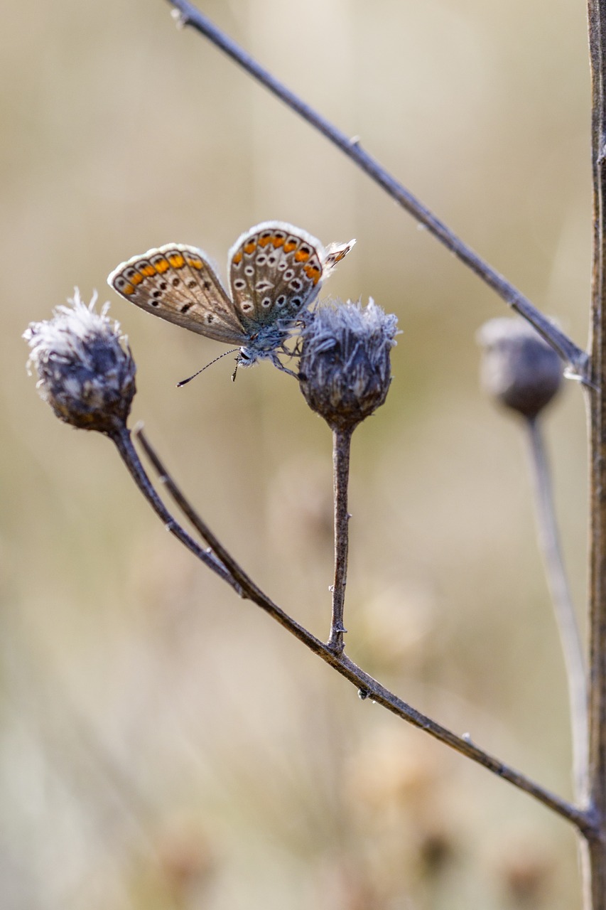 butterfly insect macro free photo