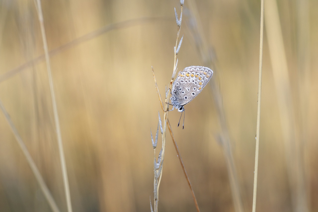 butterfly insect macro free photo