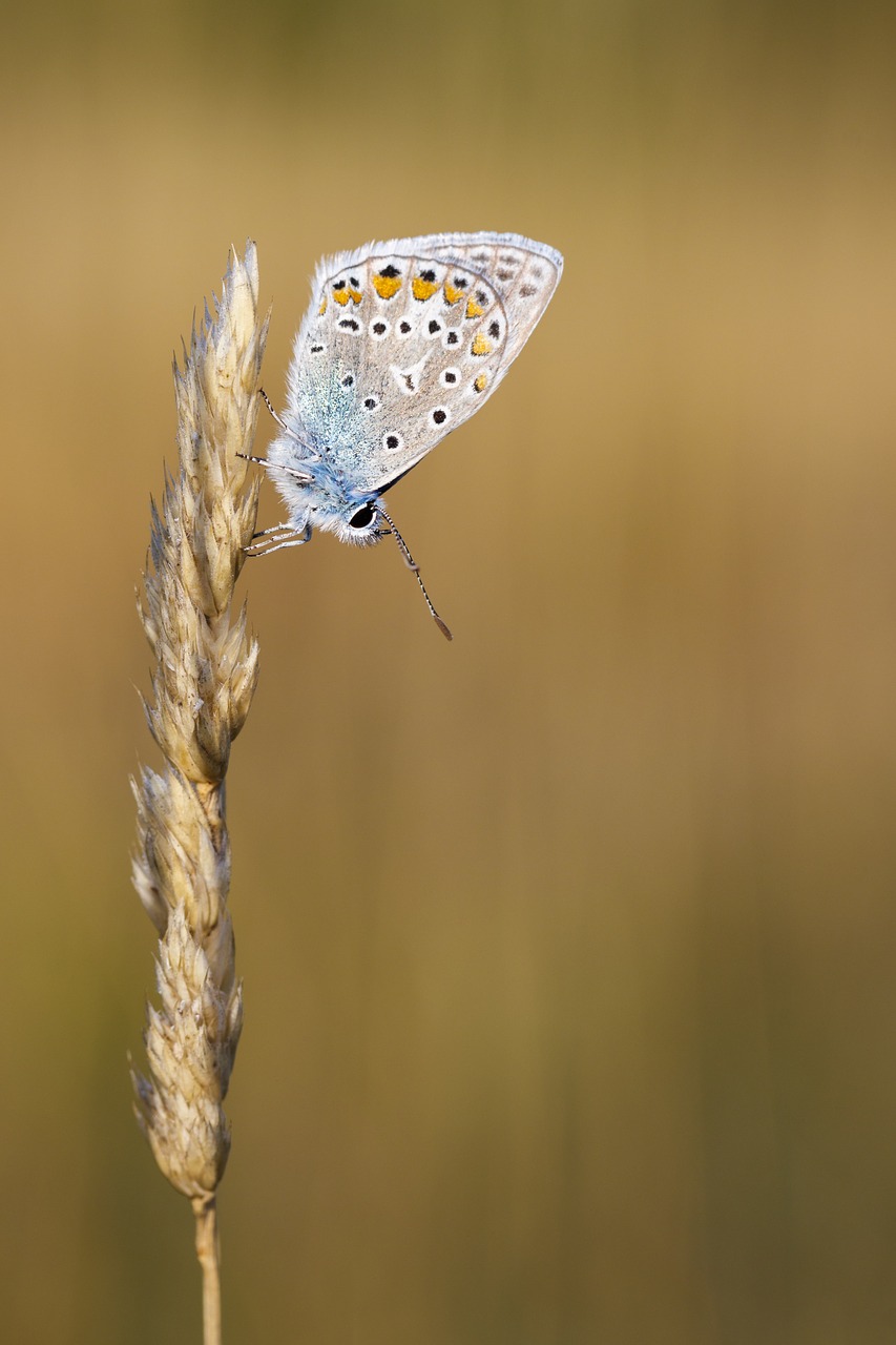 butterfly insect macro free photo