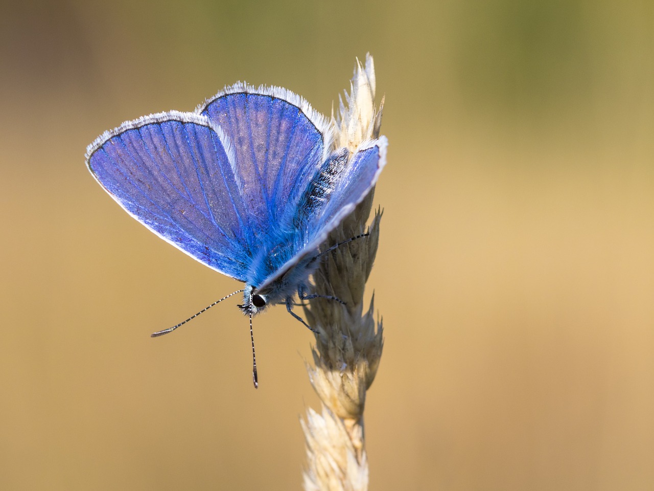 butterfly insect macro free photo