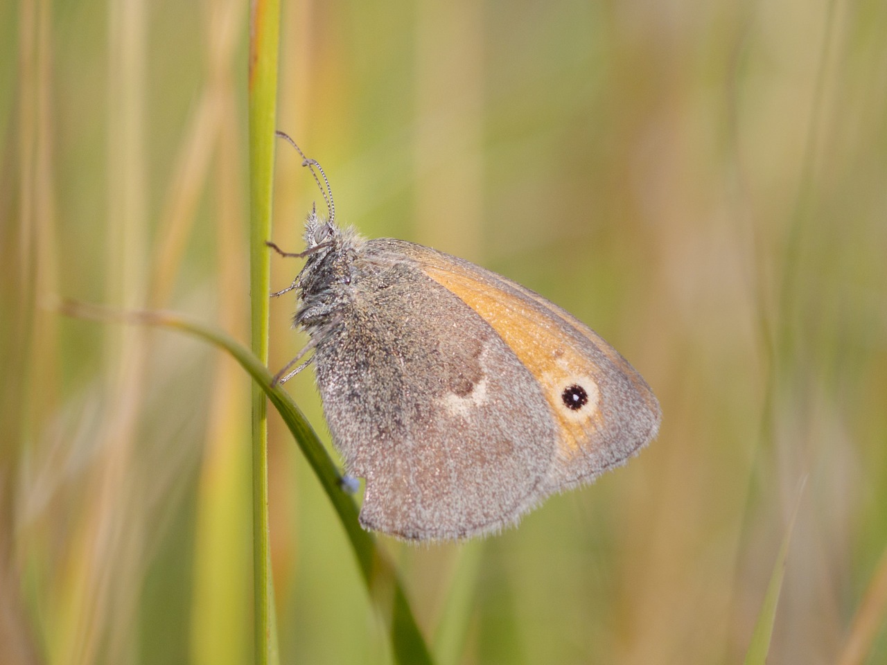 butterfly insect macro free photo