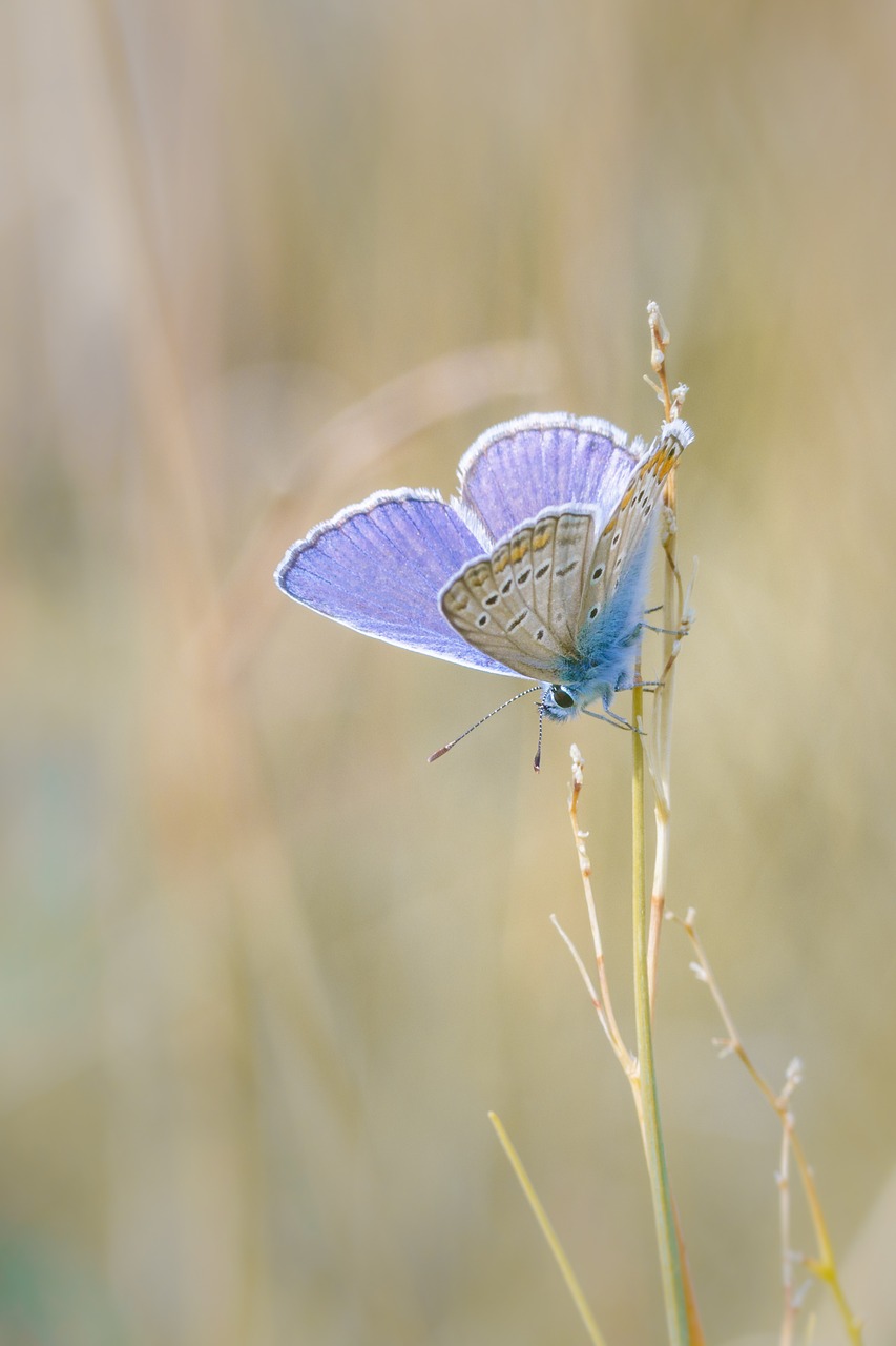 butterfly insect macro free photo