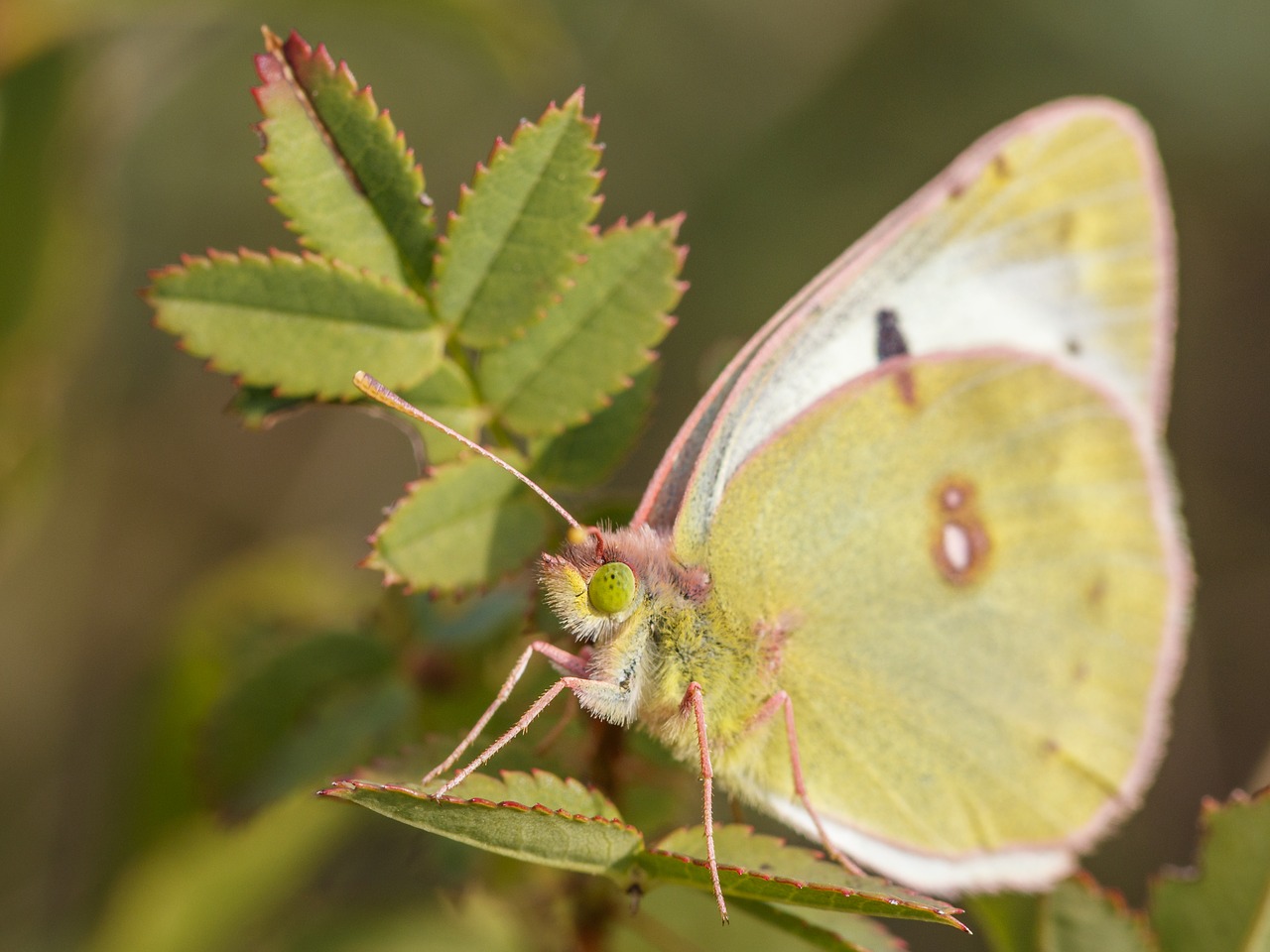 butterfly insect macro free photo