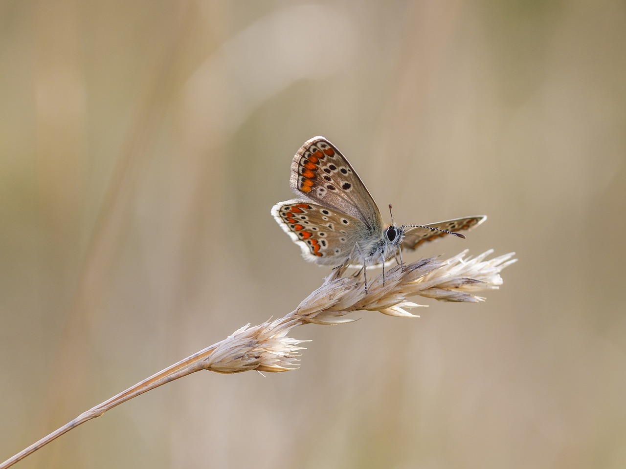 butterfly insect macro free photo