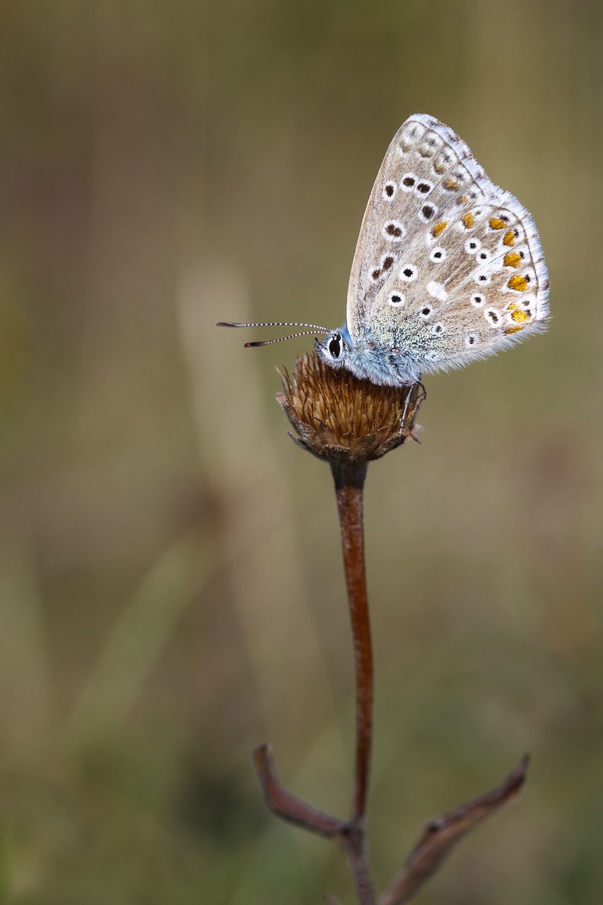 butterfly insect macro free photo