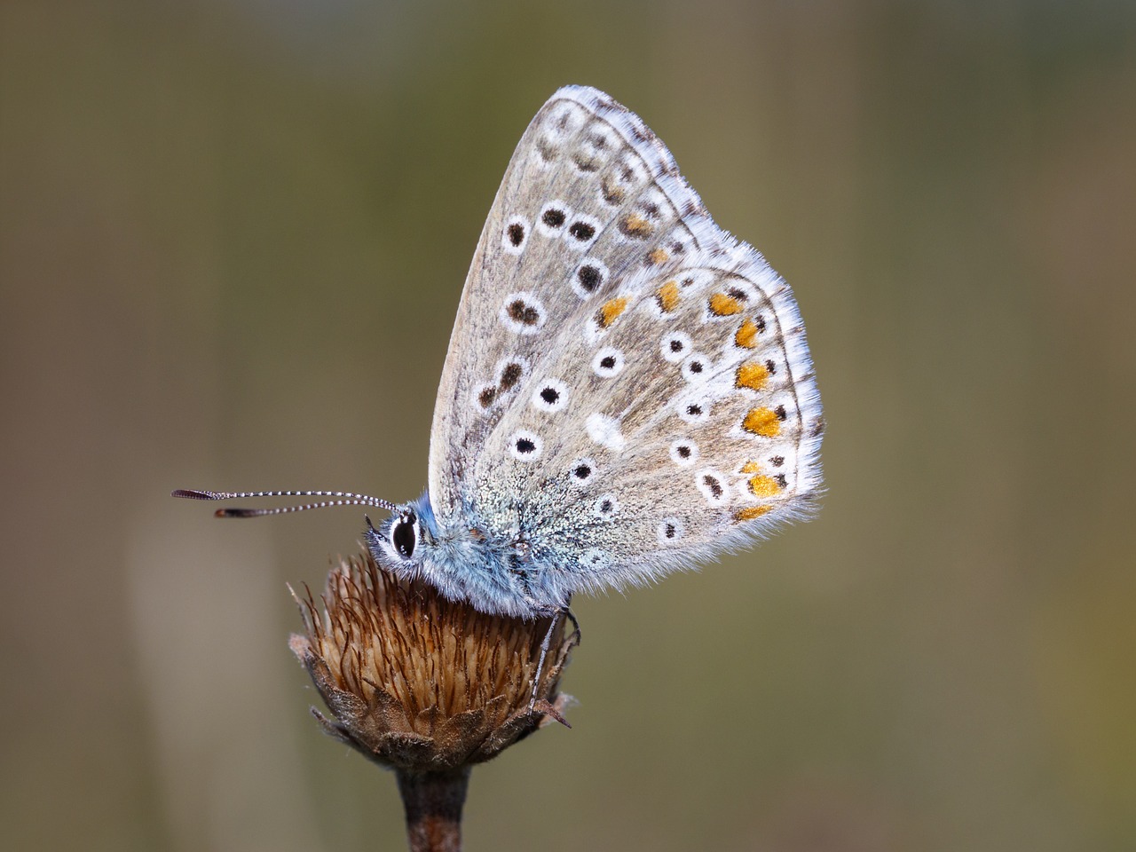 butterfly insect macro free photo