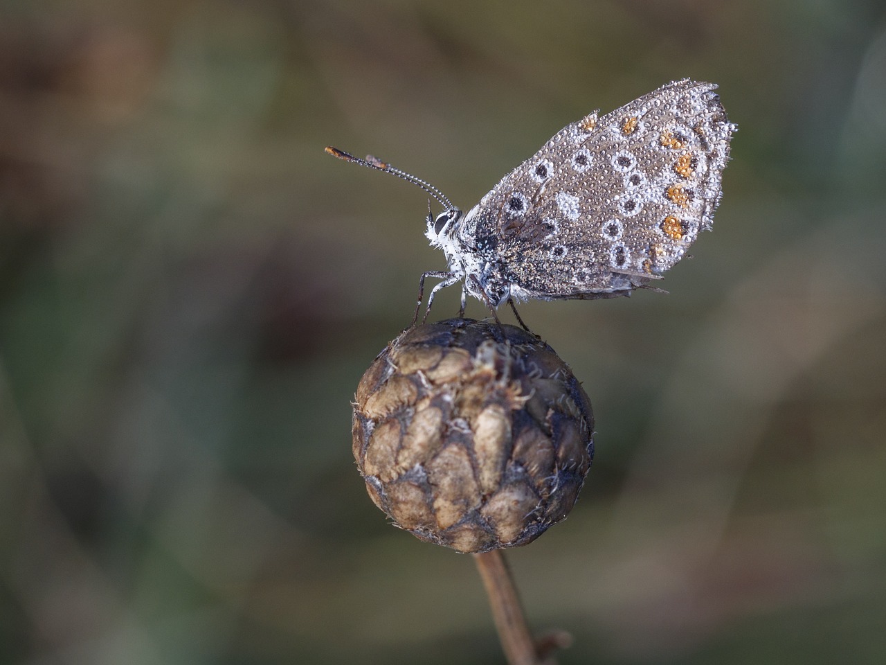 butterfly insect macro free photo