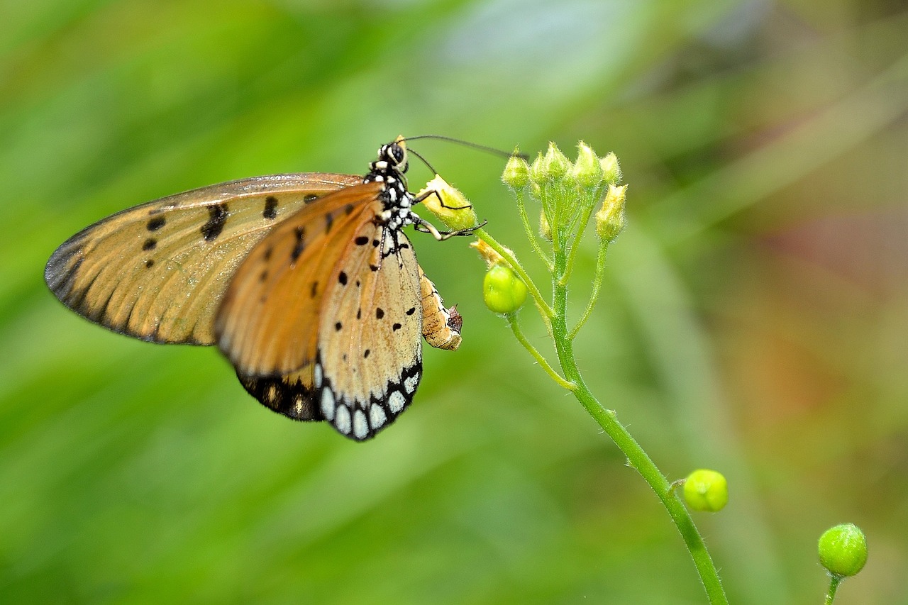 butterfly wildlife macro free photo