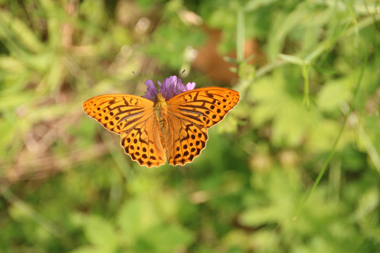 butterfly summer nature free photo