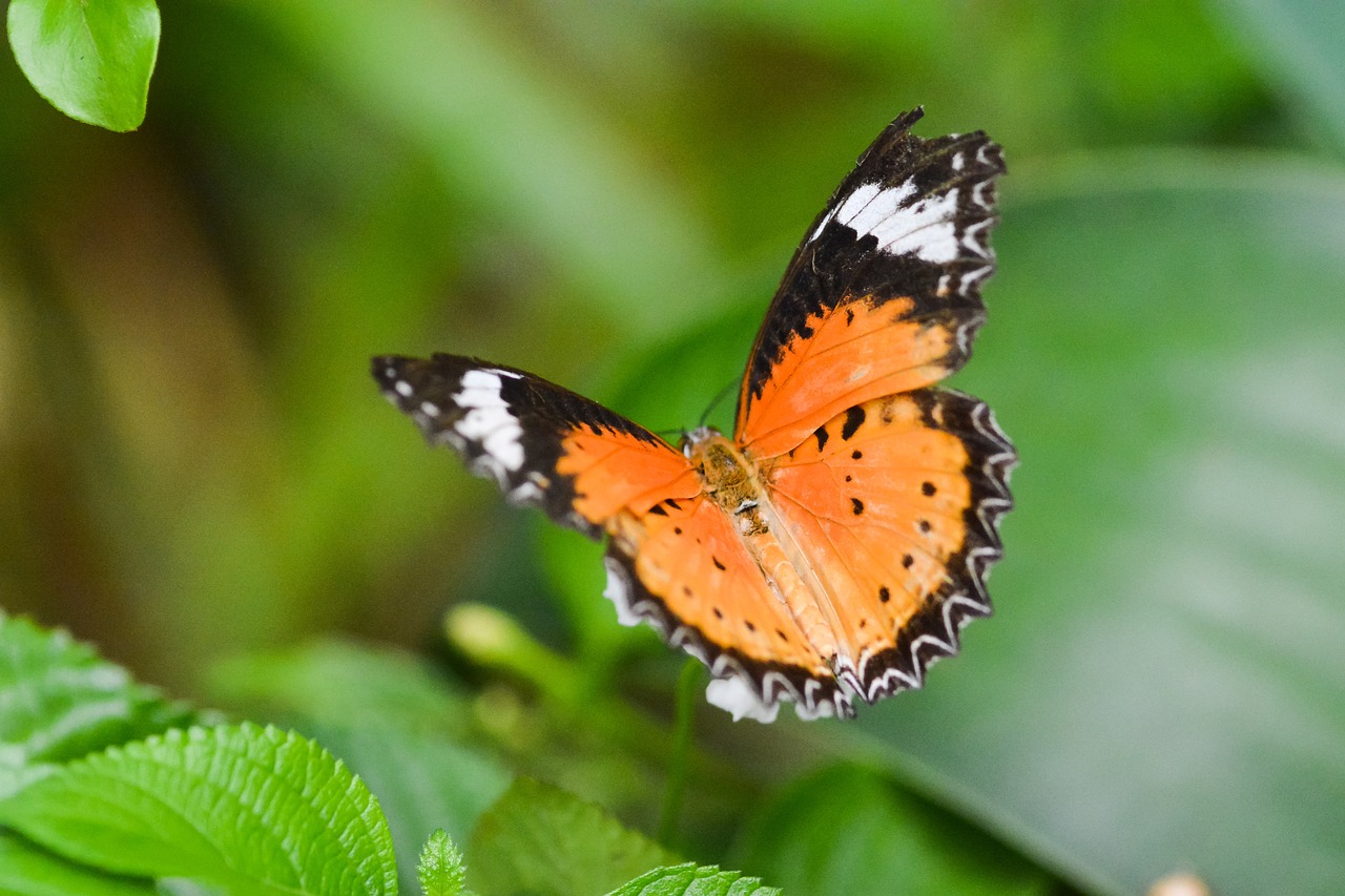 butterfly macro nature butterfly free photo