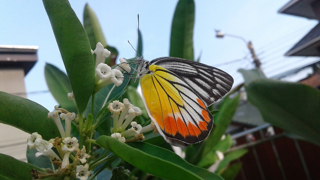 butterfly flowers colors free photo