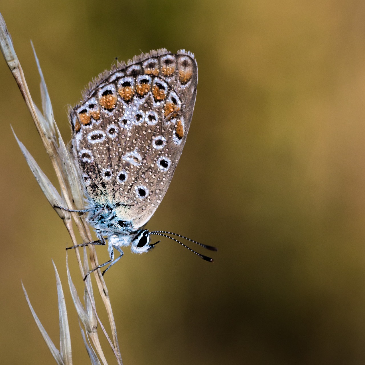 butterfly insect macro free photo