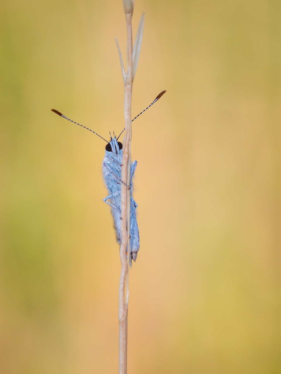 butterfly insect macro free photo