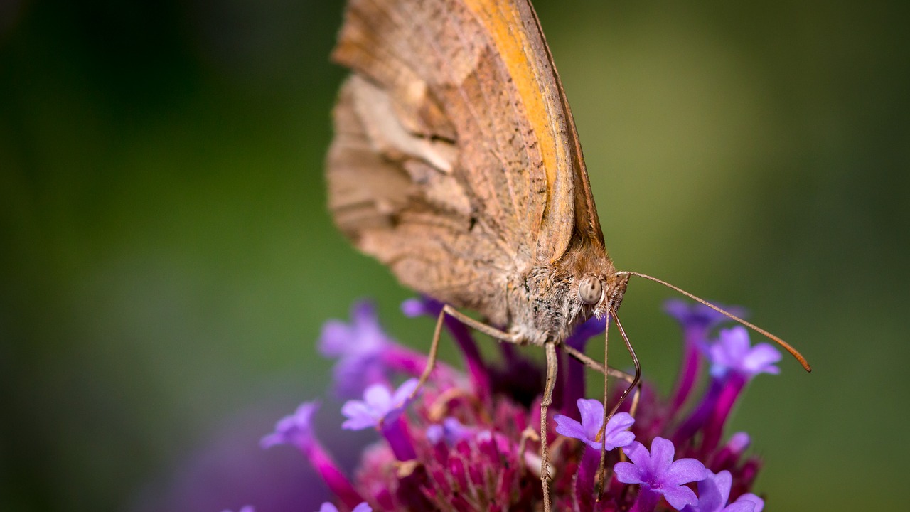 butterfly insect macro free photo