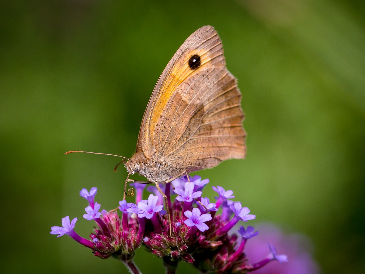 butterfly insect close free photo