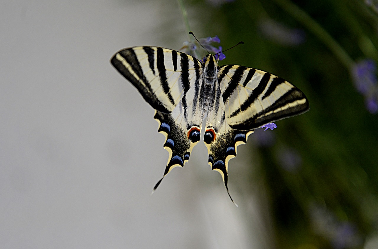 butterfly insect wings nature free photo