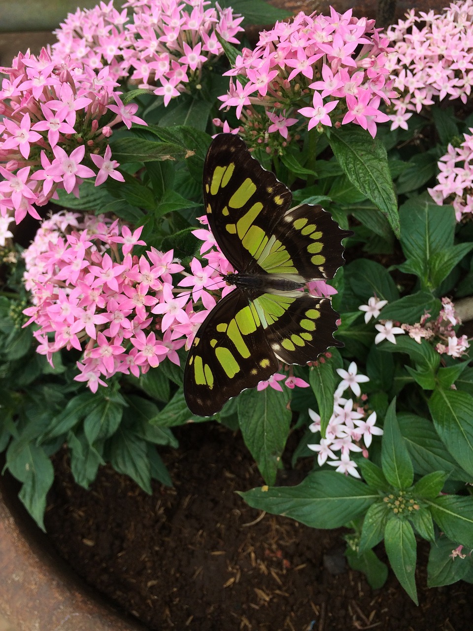 butterfly costa rica penta free photo