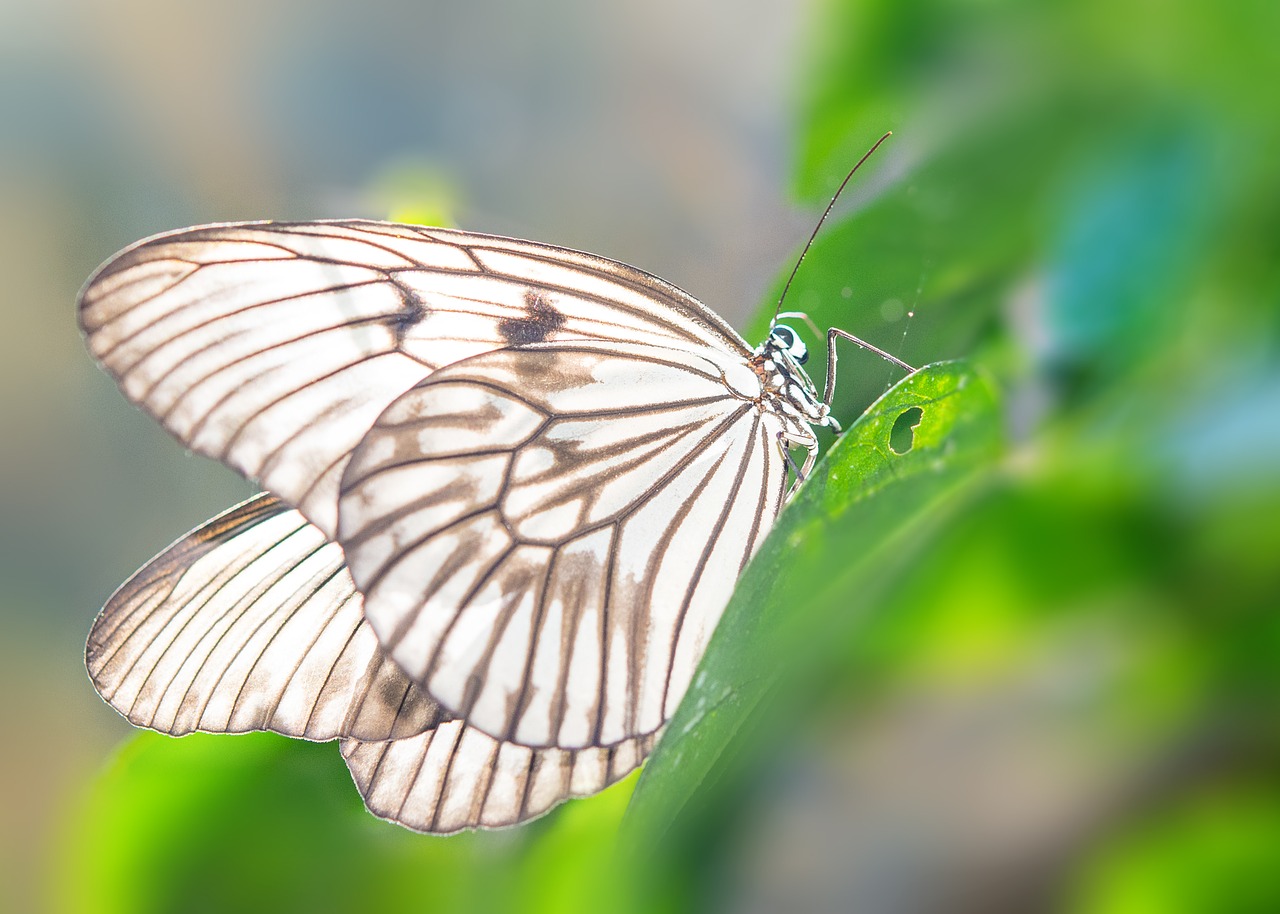 butterfly green animal free photo