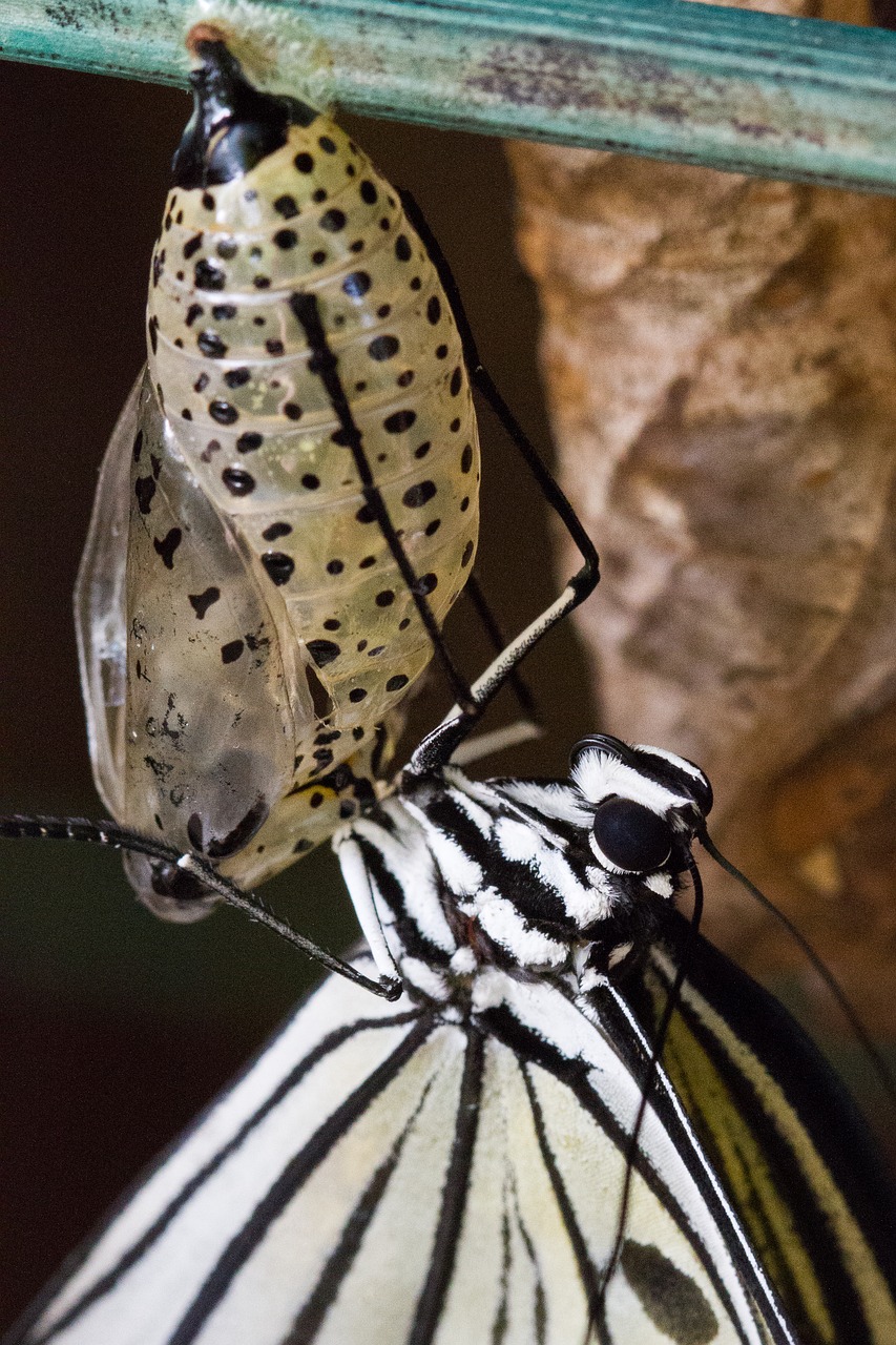 butterfly chrysalis pupa free photo