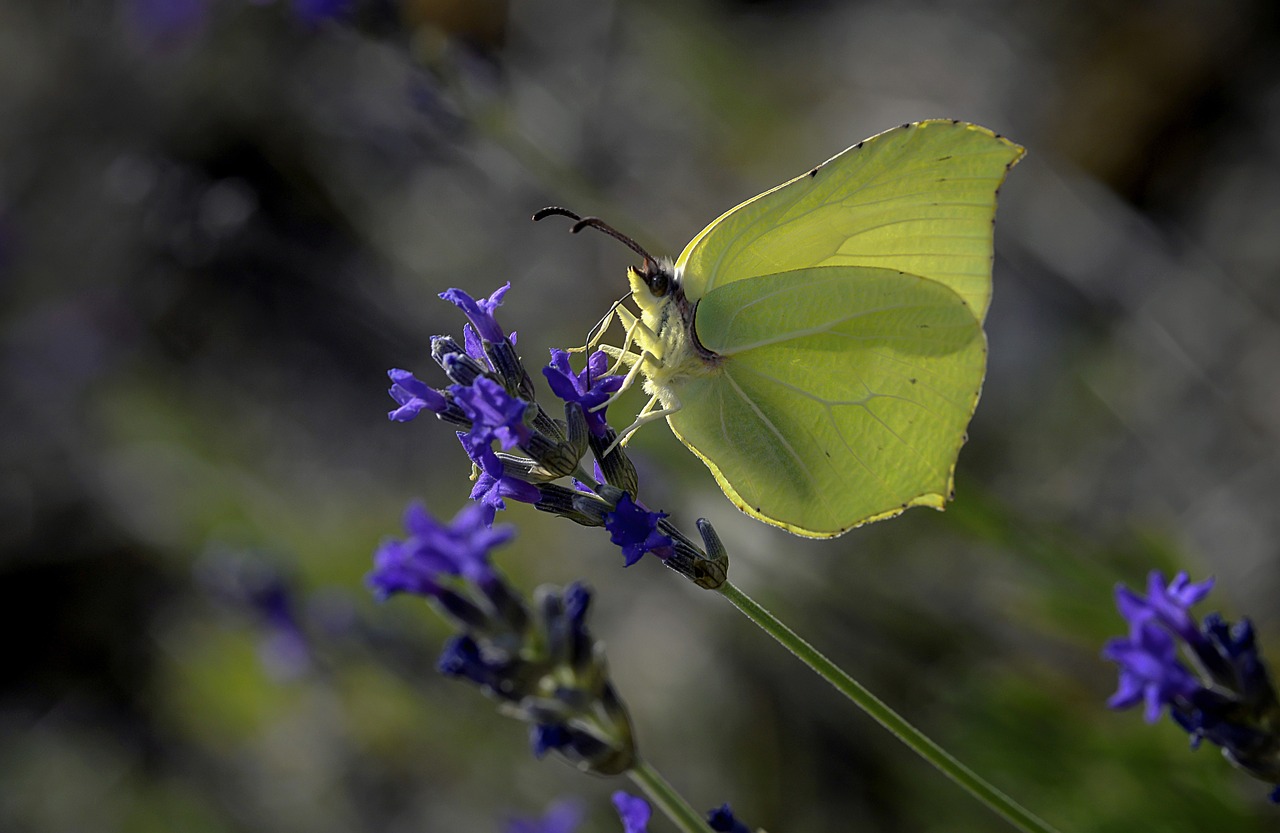 butterfly wings flight free photo