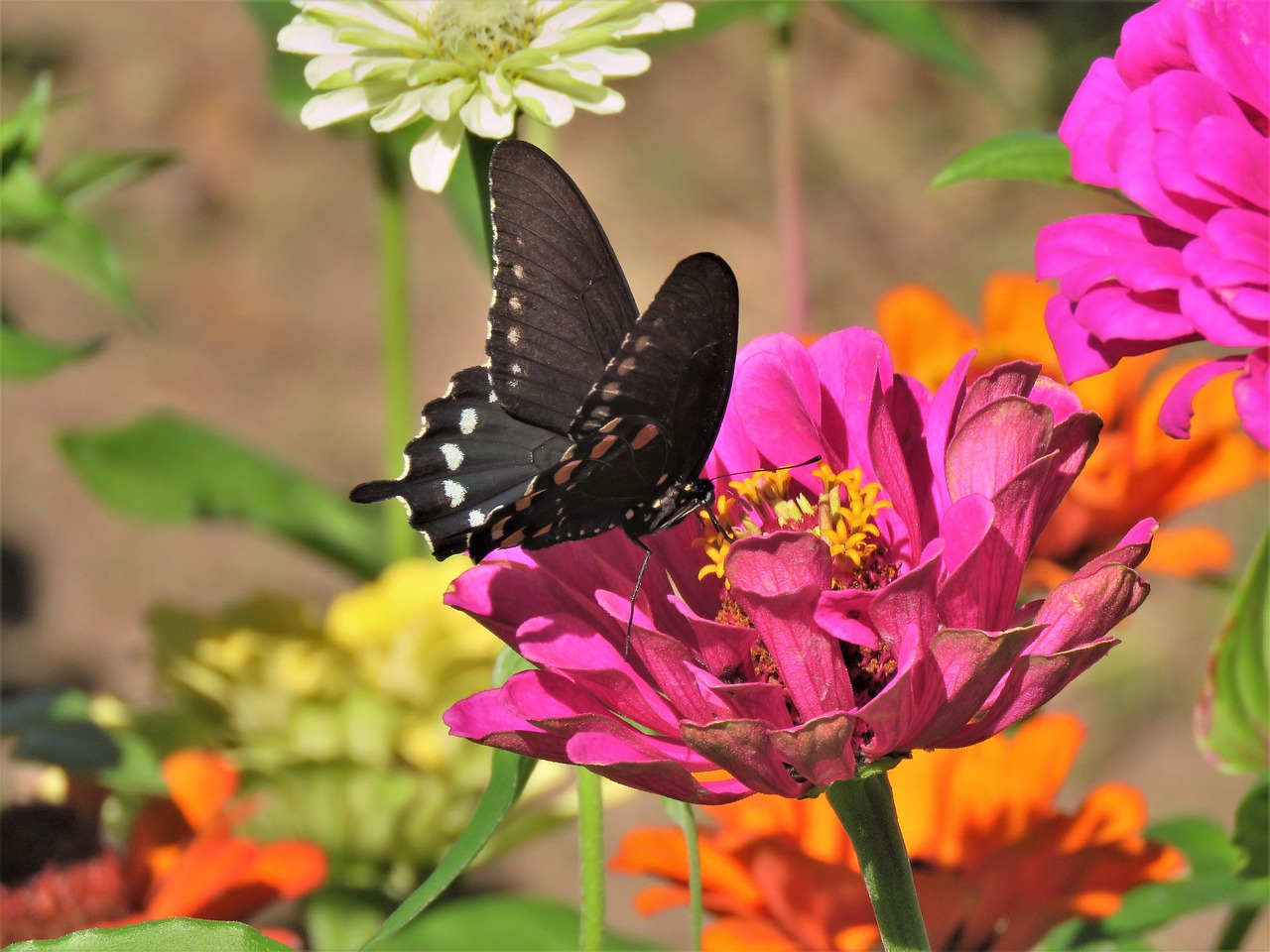 butterfly black and white pink flower free photo