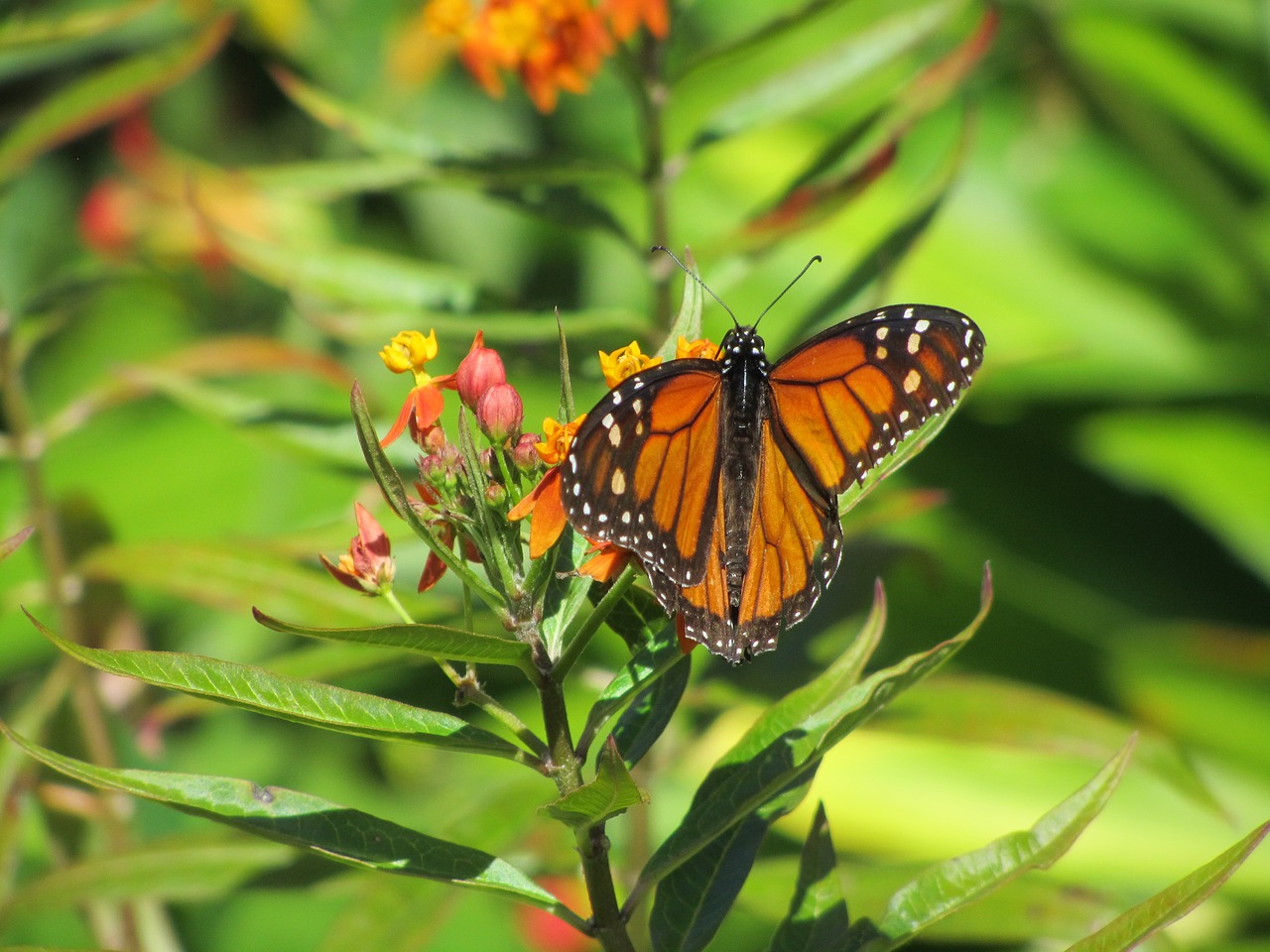 butterfly park tenerife free photo